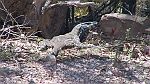 24-Goanna wary of Laurie driving past in Ben Boyd National Park